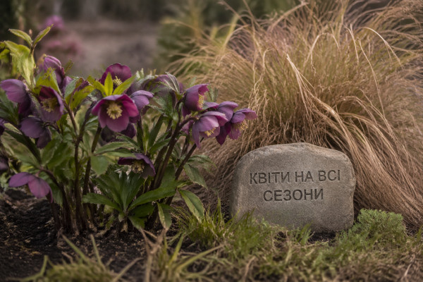 Квіти, які прикрасять ваш сад у будь-яку пору року - 1